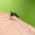dengue-moustique