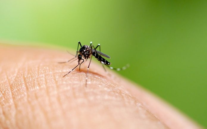 dengue-moustique
